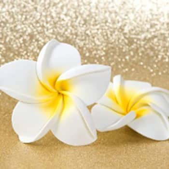 Hawaiianische Massage Lomi Lomi Ganzkörpermassage Entspannung Preise Esslingen bei Stuttgart Blumen Doris Mayer